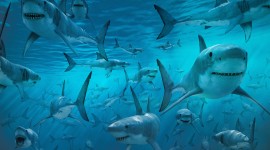 Sharks Desktop Wallpaper Background