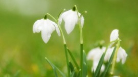 Snowdrops Wallpaper For Android