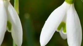 Snowdrops Wallpaper For IPhone