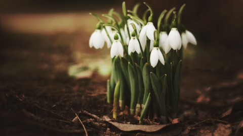 Snowdrops wallpapers high quality