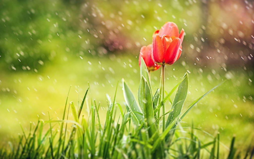 Spring wallpapers HD