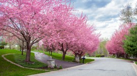 The Cherry Tree Wallpaper Download