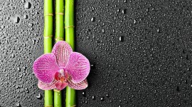Bamboo Wallpaper High Definition