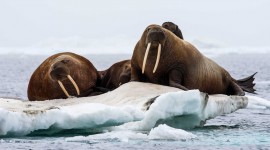 Walrus Picture Download