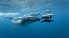 Whales Desktop Wallpaper Free