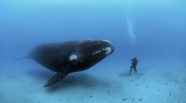 Whales Wallpaper Download Free