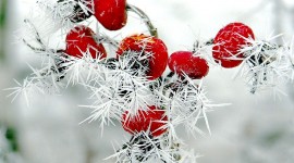 4K Berries in Frost Wallpaper