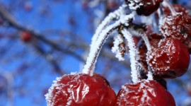 4K Berries in Frost Wallpaper For Mobile