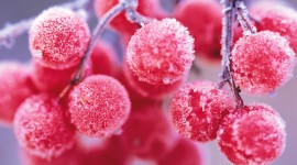 4K Berries in Frost Wallpaper For PC