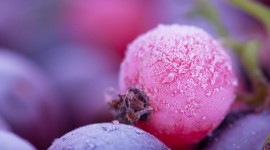 4K Berries in Frost Wallpaper Full HD