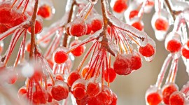 4K Berries in Frost Wallpaper Gallery