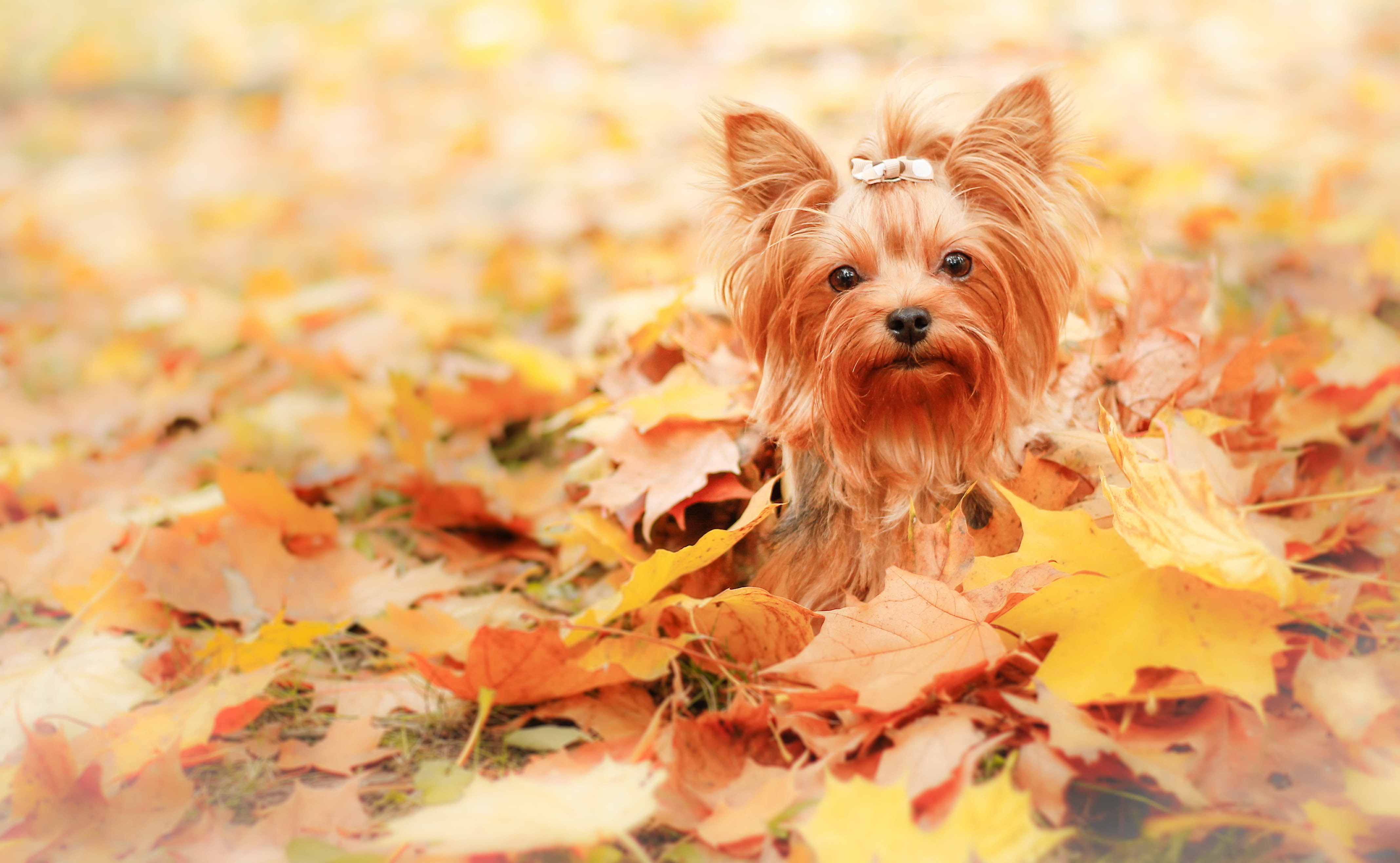 4K Dog Wallpapers High Quality | Download Free
