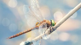 4K Dragonflies Desktop Wallpaper