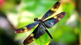 4K Dragonflies Desktop Wallpaper HD