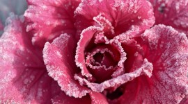 4K Flowers in the Frost Pics