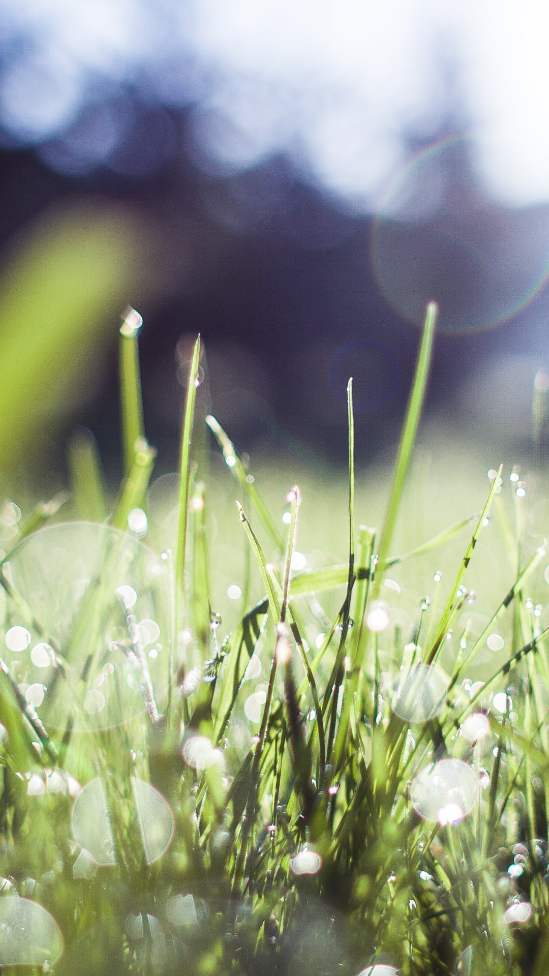 4K Morning Dew Wallpapers High Quality | Download Free