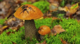 4K Mushrooms Photo