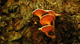 4K Mushrooms Photo Download#1