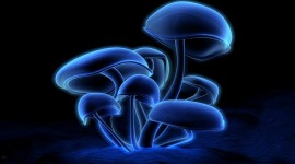 4K Mushrooms Picture Download