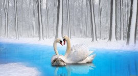 4K Swans Desktop Wallpaper Free