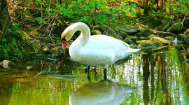 4K Swans Photo Download