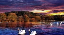 4K Swans Photo Free