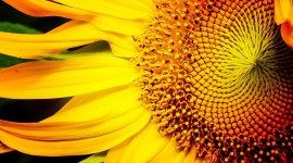 4K Sunflowers Best Wallpaper