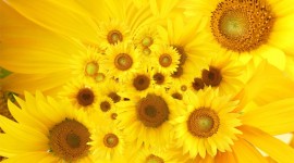 4K Sunflowers Desktop Wallpaper Free