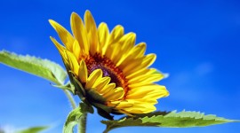 4K Sunflowers Photo