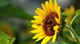 4K Sunflowers Photo Download