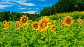 4K Sunflowers Wallpaper For Desktop