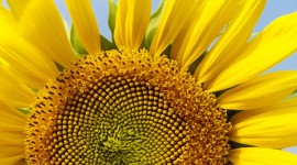 4K Sunflowers Wallpaper For Mobile
