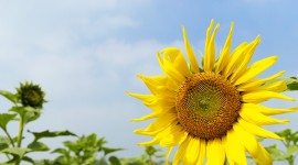 4K Sunflowers Wallpaper For PC