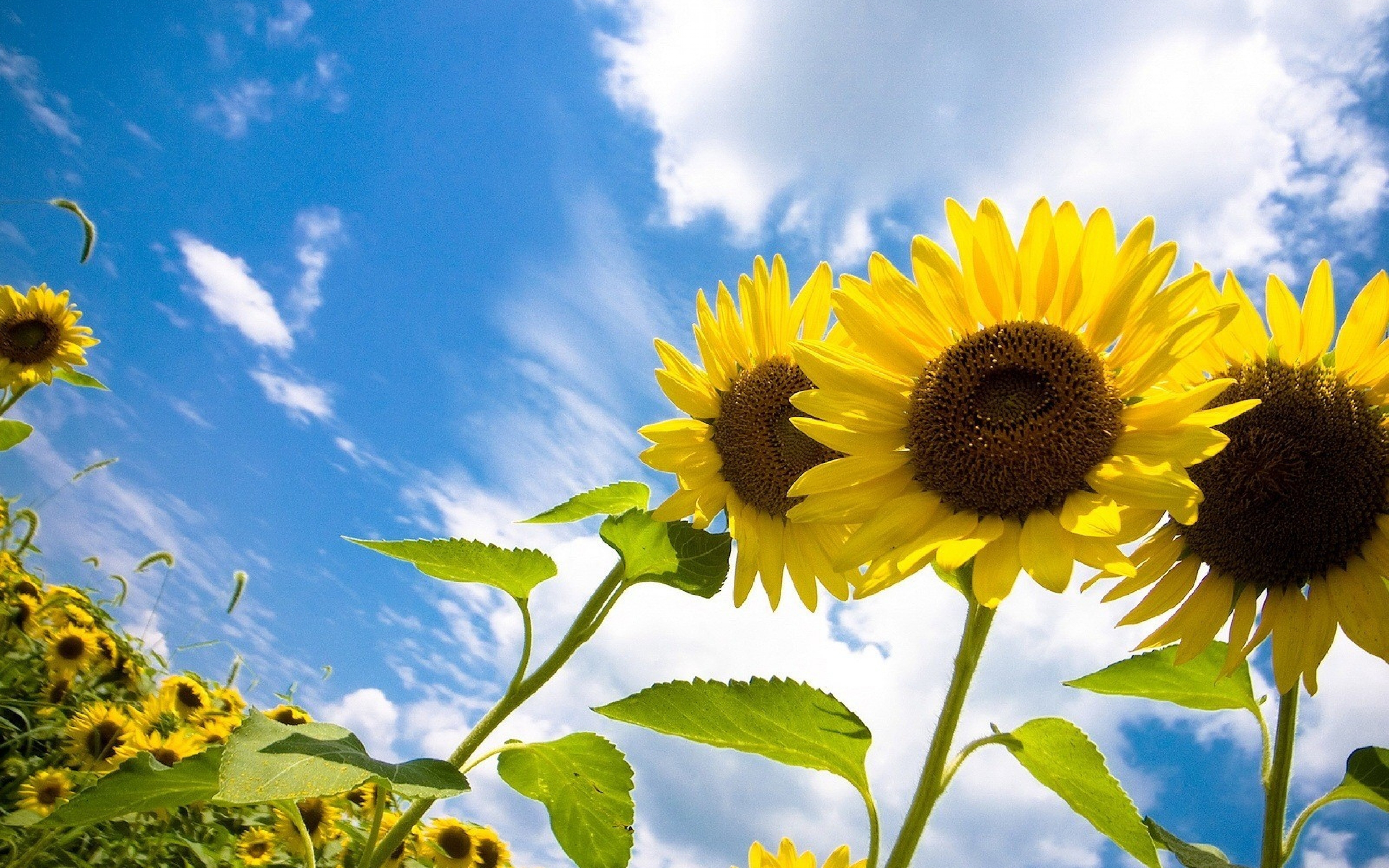 4K Sunflowers Wallpapers High Quality | Download Free