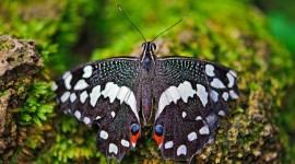 Butterfly Wallpaper Download Free