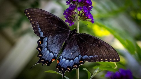 Butterfly wallpapers high quality