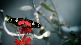 Butterfly Wallpaper Free