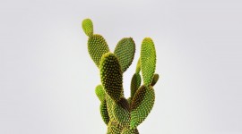 Cactuses Best Wallpaper