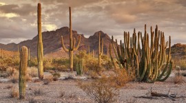 Cactuses High Quality Wallpaper