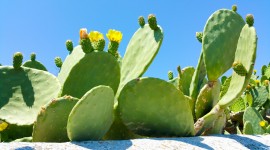 Cactuses Wallpaper Download Free