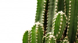 Cactuses Wallpaper For Mobile