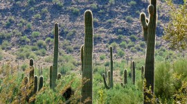 Cactuses Wallpaper High Definition