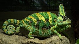 Chameleons Desktop Wallpaper For PC