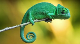 Chameleons Wallpaper For Desktop
