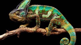 Chameleons Wallpaper For PC