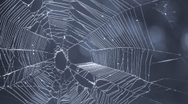 Cobweb Desktop Wallpaper