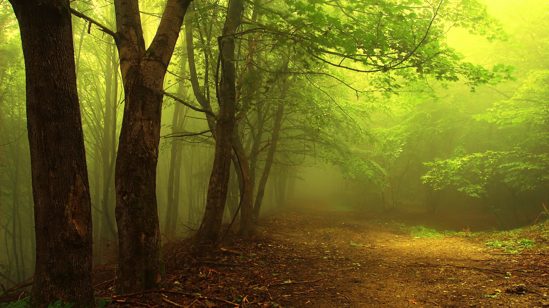 Forest Wallpapers High Quality | Download Free