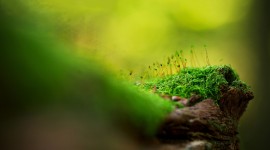 Green Moss Photo
