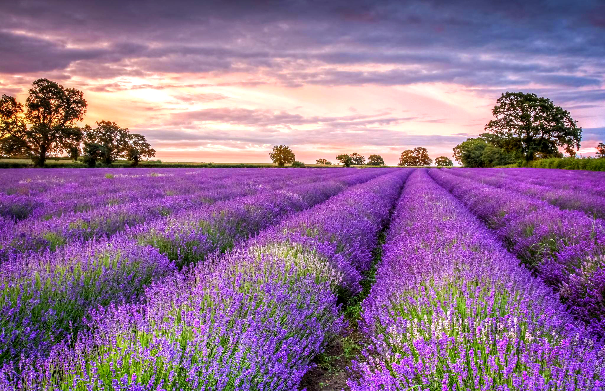 Lavender Wallpapers High Quality Download Free HD Wallpapers Download Free Images Wallpaper [wallpaper981.blogspot.com]
