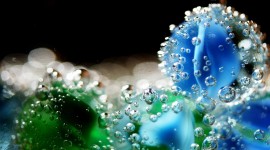 Macro Photography Picture Download